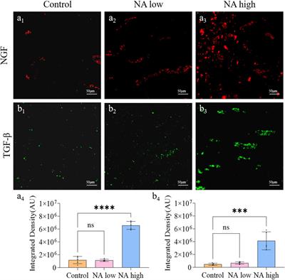 Nervonic acid as novel therapeutics initiates both neurogenesis and angiogenesis for comprehensive wound repair and healing